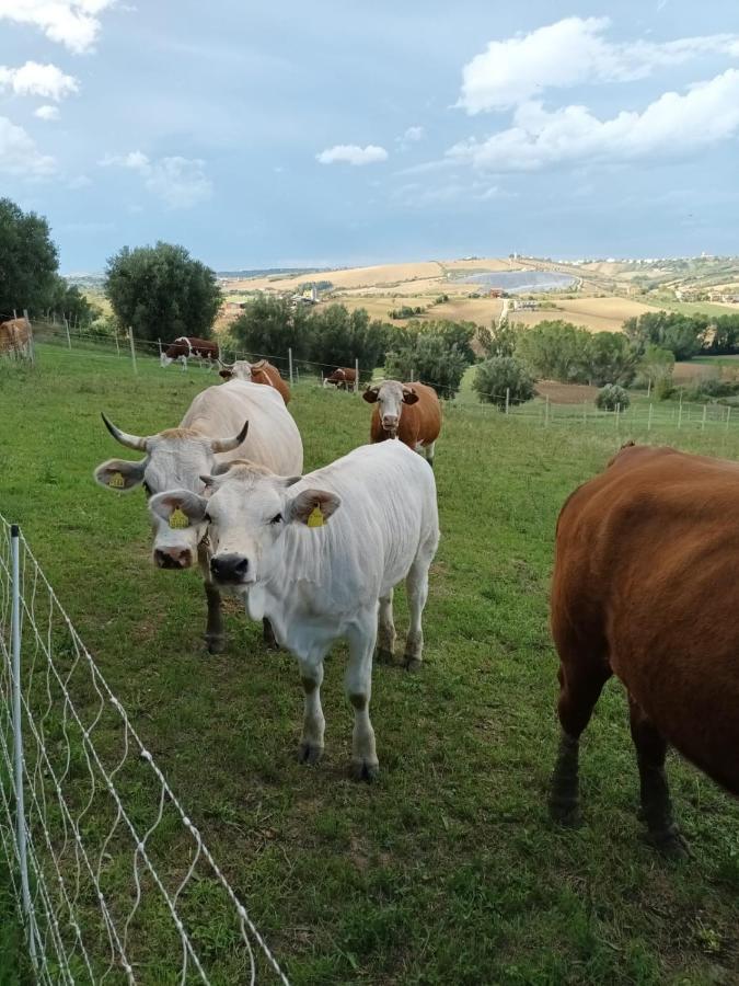 Bellante Casa Di Campagna Villa De Luca מראה חיצוני תמונה